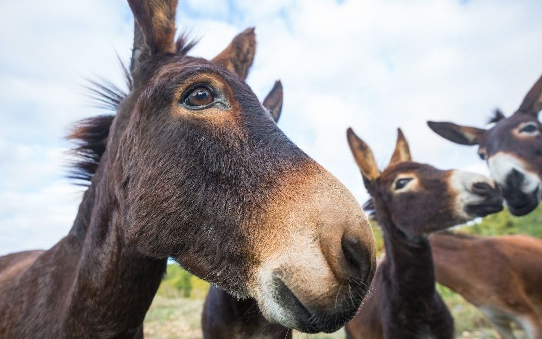 The Wisdom of Donkeys