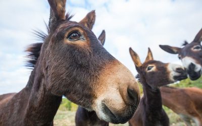 The Wisdom of Donkeys