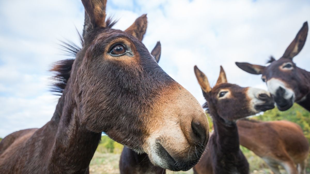 The Wisdom of Donkeys