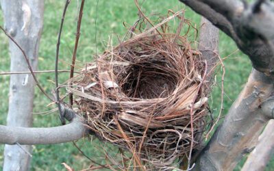 Who am I Blog? – Empty Nest, Menopause and Grief